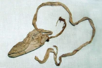 Mở mộ Pharaoh Tutankhamun, chuyên gia thất kinh thấy thứ "nhạy cảm" 