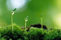 Có 4 điềm báo này gia chủ may mắn, chuẩn bị két sắt đựng tiền vàng 