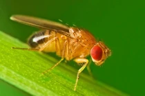 Độc lạ những động vật có vòng đời ngắn nhất hành tinh 