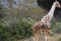 Hết hồn những căn bệnh kỳ lạ trên hươu cao cổ