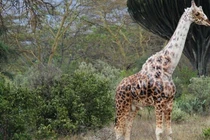 Hết hồn những căn bệnh kỳ lạ trên hươu cao cổ