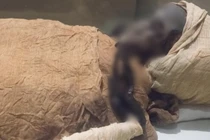 Kiểm tra xác ướp, phát hiện chấn động về cái chết của pharaoh Ai Cập