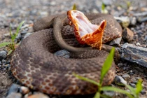 Rắn “khủng” có hơn 12.000 lượt chia sẻ trên Facebook: Loài kịch độc! 