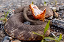 Rắn “khủng” có hơn 12.000 lượt chia sẻ trên Facebook: Loài kịch độc! 