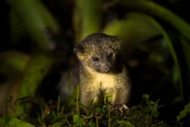 Cận cảnh hai loài động vật hiếm có nổi tiếng thế giới