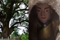 Tượng Phật nghìn tuổi nằm gọn trong hốc cây: Xuất hiện từ một vết nứt? 