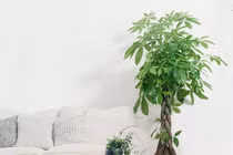 Vị trí 'vàng' đặt cây phong thủy hút tài lộc, may mắn cho gia chủ