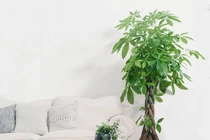 Vị trí 'vàng' đặt cây phong thủy hút tài lộc, may mắn cho gia chủ