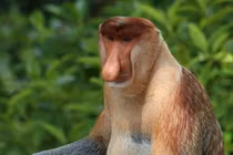 Cười lăn lộn loài linh trưởng mũi to, nhại lại như bò