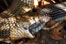 Kinh dị các loài động vật "nổi hứng" tự ăn thịt chính mình 