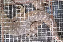 Tận mục kỳ đà hoa quý hiếm lạc vào vườn nhà dân ở Huế