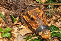 Cá sấu bất ngờ bò vào trong hang, đột biến thành loài mới