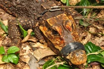 Cá sấu bất ngờ bò vào trong hang, đột biến thành loài mới