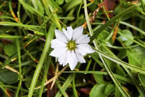 Khám phá bất ngờ về loài hoa “e thẹn” nhất thế giới