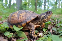 Bật nắp mộ cổ 2.000 tuổi, hoảng hồn sinh vật sống lổm ngổm bò ra 