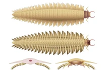 'Nội soi' hóa thạch giống rết khổng lồ dài 3m thời tiền sử 