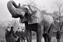 Vụ án lạ: Voi bị tử hình vì giết người quản tượng 