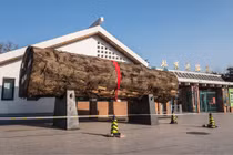 Loại gỗ hiếm hơn kim cương, giá 9.000 tỷ, thế giới khao khát