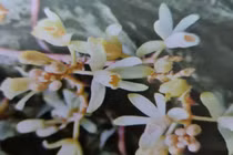 Loài lan không lá mới phát hiện ở Quảng Trị: Siêu quý hiếm? 