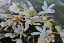 Loài lan không lá mới phát hiện ở Quảng Trị: Siêu quý hiếm? 