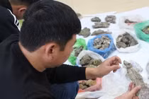 Phát hiện hóa thạch cá sấu 40 triệu tuổi ở Lạng Sơn