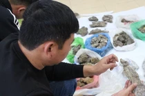 Phát hiện hóa thạch cá sấu 40 triệu tuổi ở Lạng Sơn