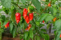 Thứ nghe tên đã rùng mình phát sợ, ăn xé lưỡi mà gần 1 triệu/kg