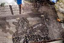 Tận mục trăn 10 kg quý hiếm "lơ ngơ đi lạc" ở TP. HCM