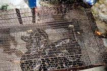 Tận mục trăn 10 kg quý hiếm "lơ ngơ đi lạc" ở TP. HCM