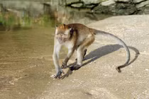 Khỉ đuôi dài dân giao cho TP HCM đứng ở đâu trong Sách Đỏ?