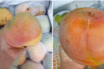 Xoài đỏ khổng lồ được mùa, rớt giá thê thảm 10 ngàn/kg vẫn ế