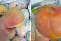 Xoài đỏ khổng lồ được mùa, rớt giá thê thảm 10 ngàn/kg vẫn ế