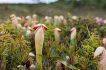 Giải mã loài cây trông giống “của quý” đang gây sốt ở Campuchia 