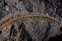 Lông kền kền hóa thạch hé mở bí mật khó ngờ