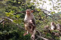 Loài khỉ vàng trên đảo Hòn Trà quý hiếm sao cần bảo tồn gấp? 