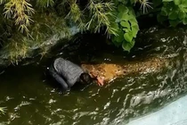 Tưởng con cá sấu “fake”, lão ông tính selfie một chút nhưng nằm viện luôn