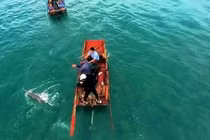 Tận mục đàn cá heo 30 con tung tăng bơi lội ở Cô Tô