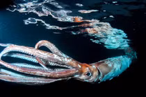 Thủy quái khổng lồ dạt vào bãi biển, chuyên gia vắt óc giải mã