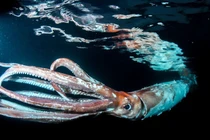 Thủy quái khổng lồ dạt vào bãi biển, chuyên gia vắt óc giải mã