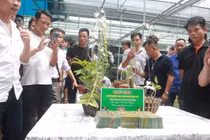 Lan phi điệp đột biến: Đại gia nói 'trái đắng', mất 500 tỷ 