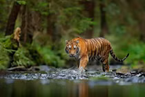 Sự thật thú vị về các loài động vật khiến con người thích mê