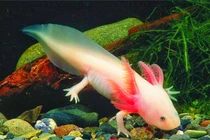 Loài cá đi bộ, tự mọc lại chi bị đứt ở Mexico