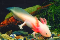 Loài cá đi bộ, tự mọc lại chi bị đứt ở Mexico