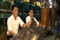 Giật mình loạt “thủy quái” khủng lọt lưới ngư dân Việt 