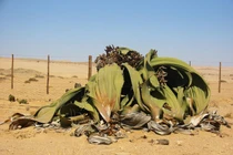 Tận mục loài cây cực xấu xí mà bất tử hàng ngàn năm