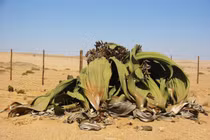 Tận mục loài cây cực xấu xí mà bất tử hàng ngàn năm