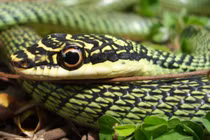 Hai con rắn bất ngờ xuất hiện ở chung cư TP. HCM: Loài có độc? 