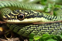 Hai con rắn bất ngờ xuất hiện ở chung cư TP. HCM: Loài có độc? 