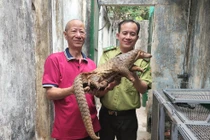 Cực hiếm cảnh tê tê Java xuất hiện trên mái nhà ở TP.HCM 