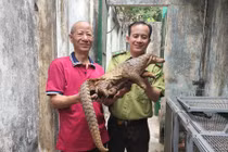 Cực hiếm cảnh tê tê Java xuất hiện trên mái nhà ở TP.HCM 